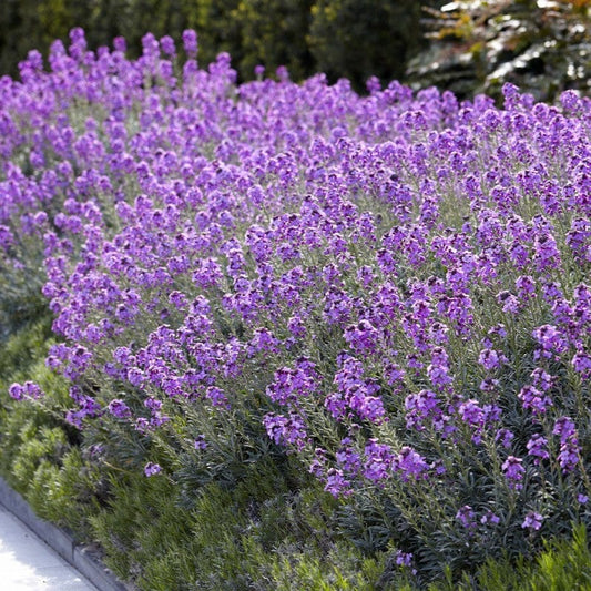 Perennial Wallflower | Erysimum 'Bowles's Mauve' Perennial Bedding