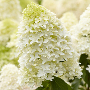 Hydrangea paniculata 'Skyfall' Shrubs