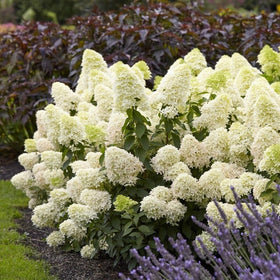Hydrangea paniculata 'Skyfall' Shrubs