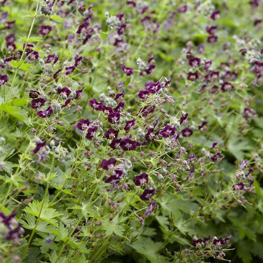 Geranium phaeum Perennial Bedding