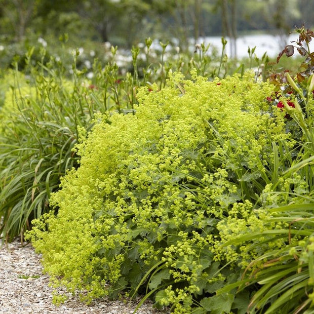 Alchemilla 'Irish Silk'