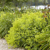 Alchemilla 'Irish Silk'