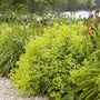 Alchemilla 'Irish Silk'