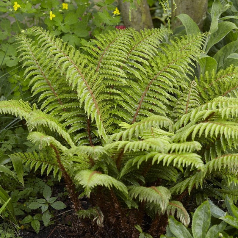 Fern Softscape Soft Ferns Ferns & Climbers – Celtic Wildflowers