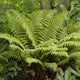 Tassel Fern | Polystichum polyblepharum Perennial Bedding