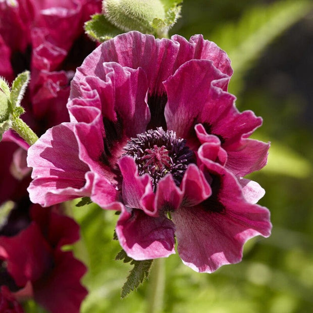 Poppy 'Patty's Plum' | Papaver orientale Perennial Bedding