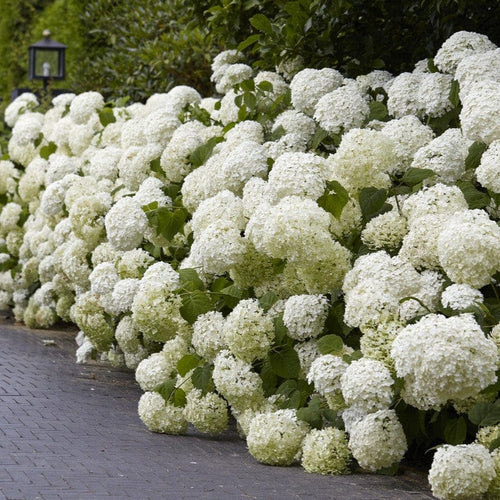 Hydrangea arborescens 'Annabelle' Shrubs