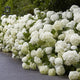Hydrangea arborescens 'Annabelle' Shrubs
