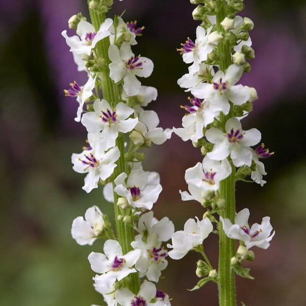 Verbascum chaixii 'Album' Perennial Bedding