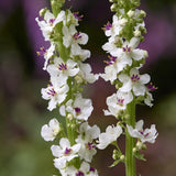 Verbascum chaixii 'Album' Perennial Bedding