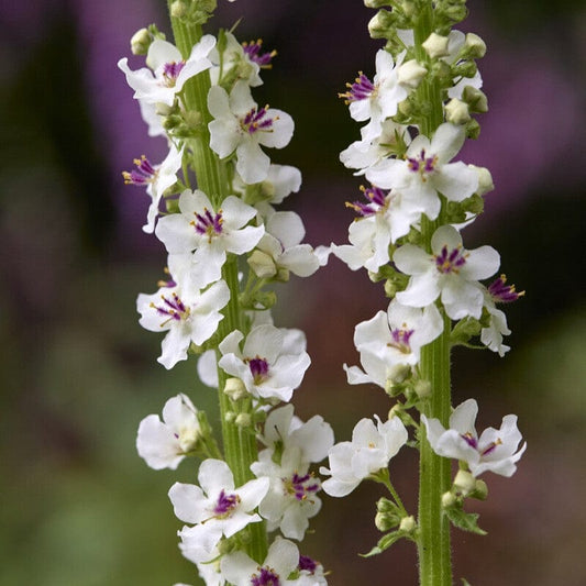 Verbascum chaixii 'Album' Perennial Bedding
