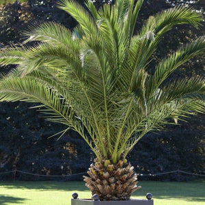 Canary Island Date Palm | Phoenix canariensis Shrubs