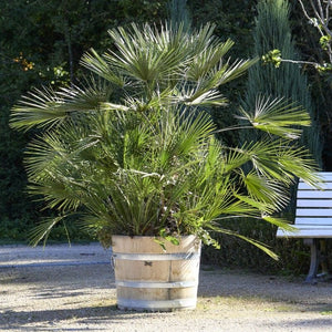 Hardy Fan Palm | Chamaerops humilis Shrubs