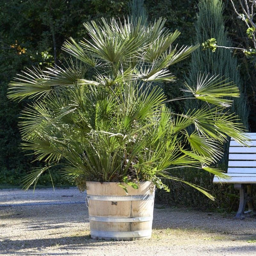 Hardy Fan Palm | Chamaerops humilis Shrubs