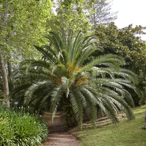 Canary Island Date Palm | Phoenix canariensis Shrubs