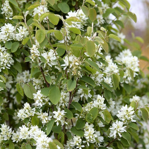 Amelanchier alnifolia 'Obelisk' Shrubs