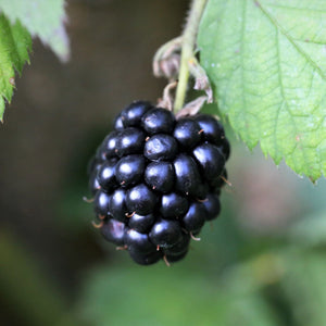 'Adrienne' Blackberry Plant Soft Fruit