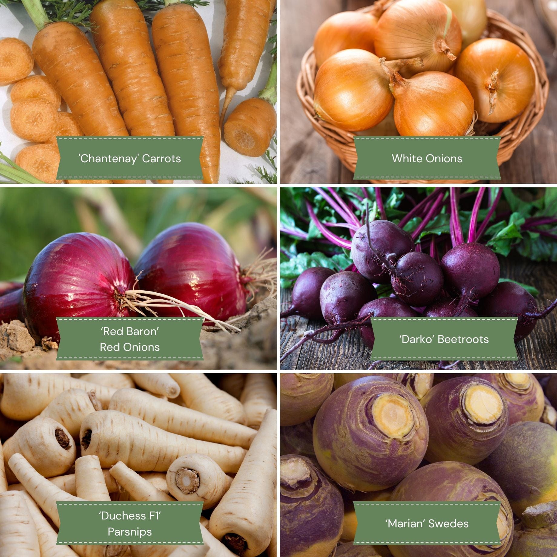Root Veg Collection – Roots Plants