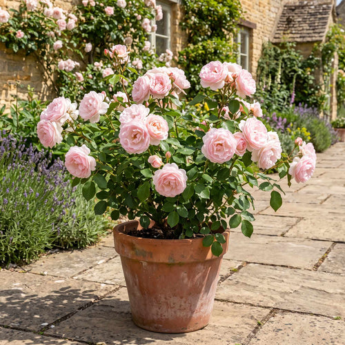 'English Miss' Bush Rose Shrubs