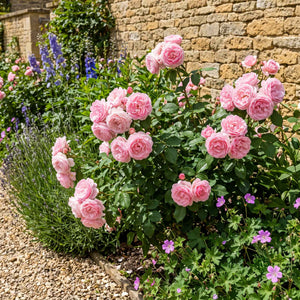 'English Miss' Bush Rose Shrubs