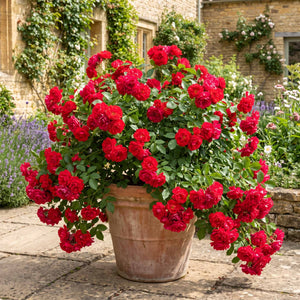 'Flower Carpet Scarlet' Carpet Rose Shrubs
