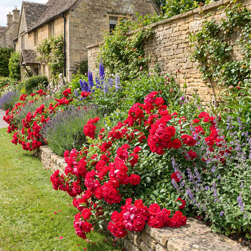 'Flower Carpet Scarlet' Carpet Rose Shrubs