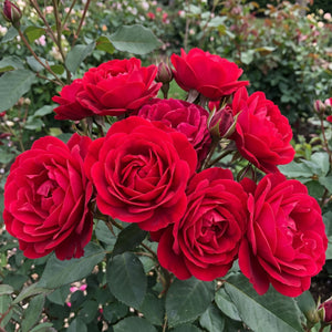 Red Standard Rose | 'Precious Ruby' Shrubs