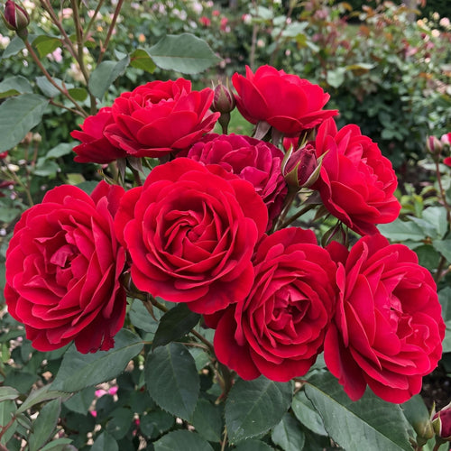 Red Standard Rose | 'Precious Ruby' Shrubs