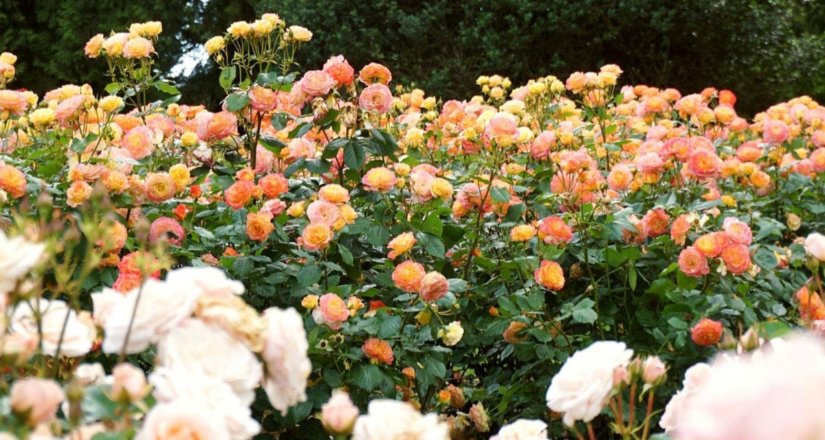 Rose Types: Choosing the Best Roses for Your Garden – Roots Plants