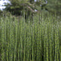 Rough Horsetail | Equisetum hyemale Pond Plants