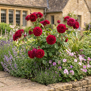 'Ruby Anniversary' Bush Rose Shrubs