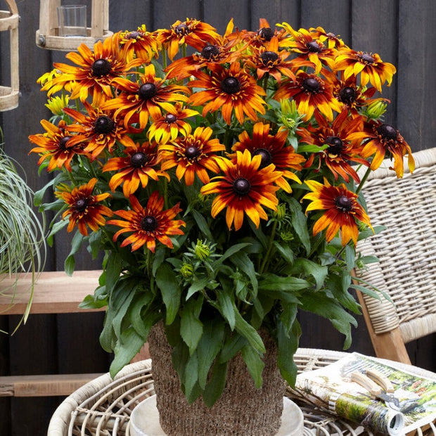 Rudbeckia 'Summerina Fringle Fudge' Perennial Bedding