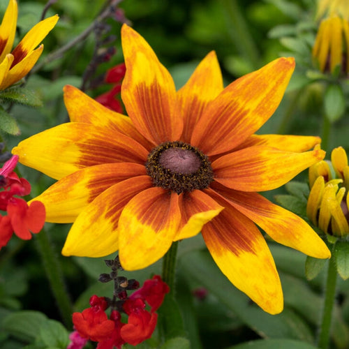 Rudbeckia 'Sunbeckia Mia' Perennial Bedding