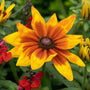 Rudbeckia 'Sunbeckia Mia' Perennial Bedding