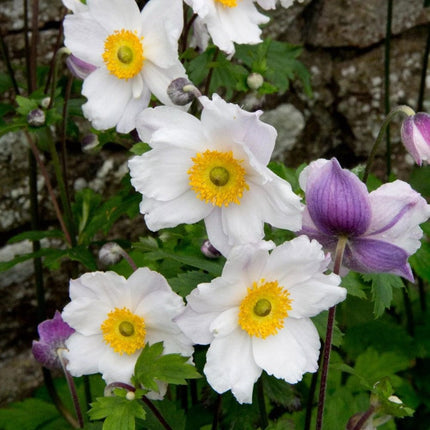 Anemone Ruffled Swan Perennial Bedding
