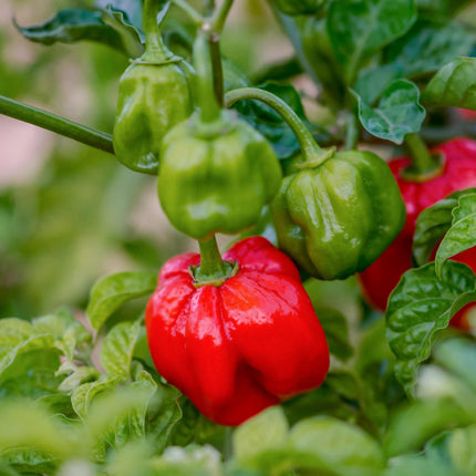 Chilli 'Scotch Bonnet' | Caribbean Antillais Plant Vegetable Plants