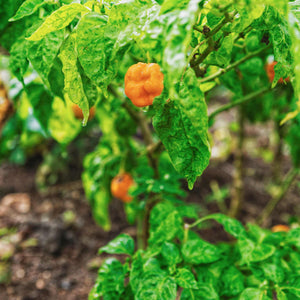 Chilli 'Scotch Bonnet' | Caribbean Antillais Plant Vegetable Plants