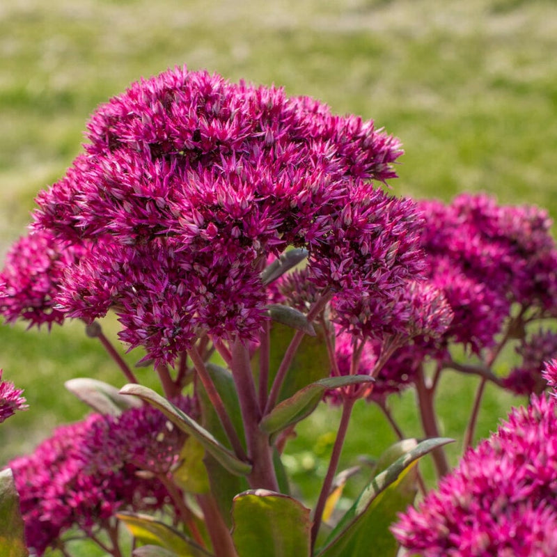 Sedum 'Class Act' Perennial Bedding