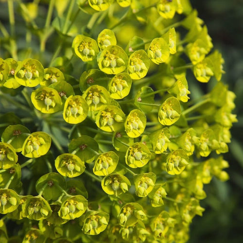 Euphorbia characias subsp. wulfenii Perennial Bedding