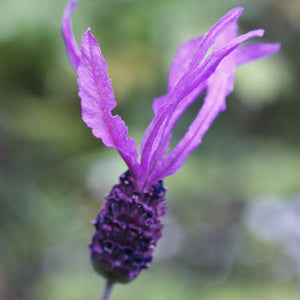 French Lavender 'Papillon' | Lavandula stoechas Perennial Bedding