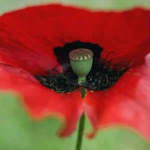 Red Poppy | Papaver 'Brilliant' Perennial Bedding