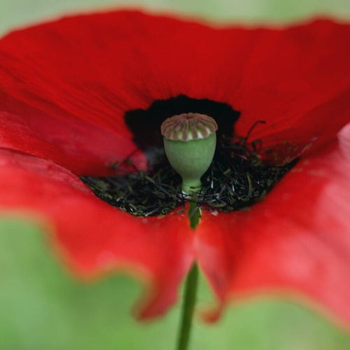 Red Poppy | Papaver 'Brilliant' Perennial Bedding