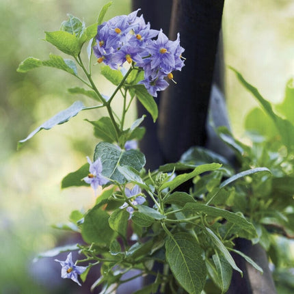 Chilean Potato Vine | Solanum crispum 'Glasnevin' Climbing Plants