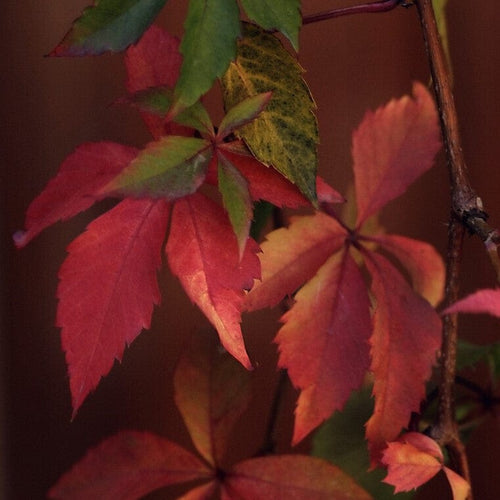 Virginia Creeper | Parthenocissus quinquefolia 'Red Wall' Climbing Plants