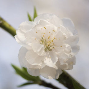 Patio Peach Tree | Prunus Persica 'White Peachy' Trained Fruit Trees