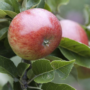 'Lord Lambourne' Apple Tree Fruit Trees