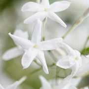 White Jasmine | Jasmine polyanthum Climbing Plants