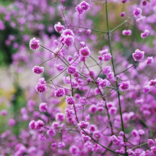 Thalictrum 'Hewitt's Double' Perennial Bedding