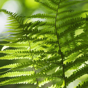 Male Fern | Dryopteris Filix Mas Perennial Bedding