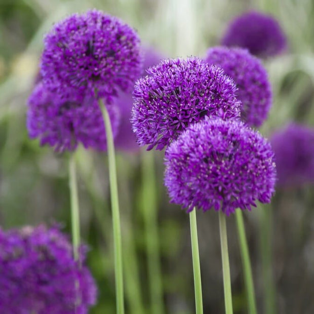 Allium 'Purple Sensation' Perennial Bedding